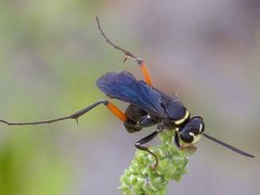 Ceropales bipunctata