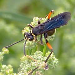 Ceropales bipunctata