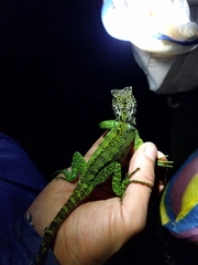 Enyalioides