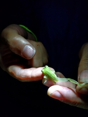 Chimerella mariaelenae