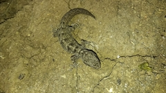 Phyllodactylus reissii