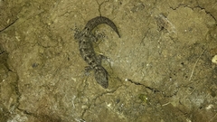 Phyllodactylus reissii