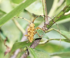 Acalolepta lineata