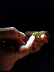 Chimerella mariaelenae