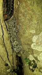 Phyllodactylus reissii