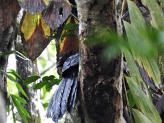 Ivory-Billed Coucal photo 2