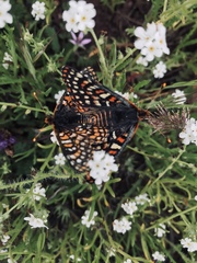 Euphydryas editha quino