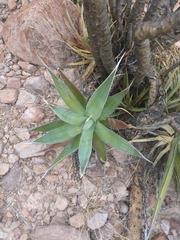 Agave chrysoglossa