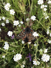Euphydryas editha quino