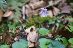 Viola grypoceras