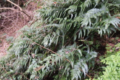 Arachniodes aristata