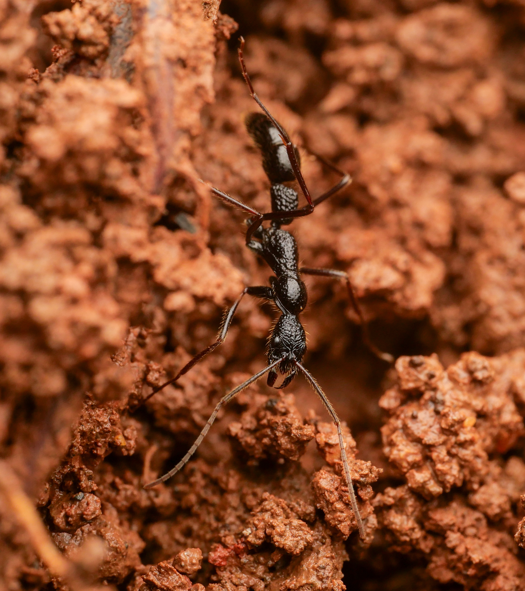 Leptogenys optica