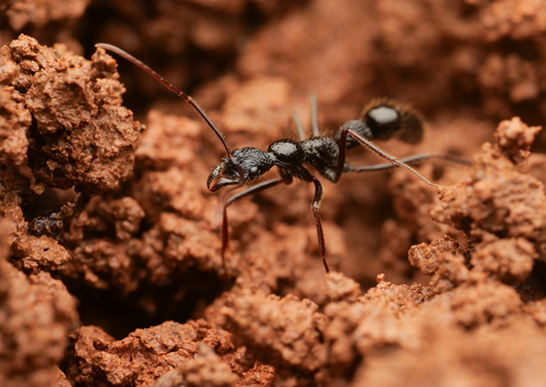 Leptogenys opticaLeptogenys optica