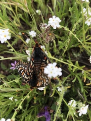 Euphydryas editha quino