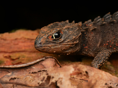 Red-Eyed Bush Crocodile Skink photo 4