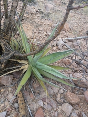 Agave chrysoglossa