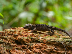 Red-Eyed Bush Crocodile Skink photo 3
