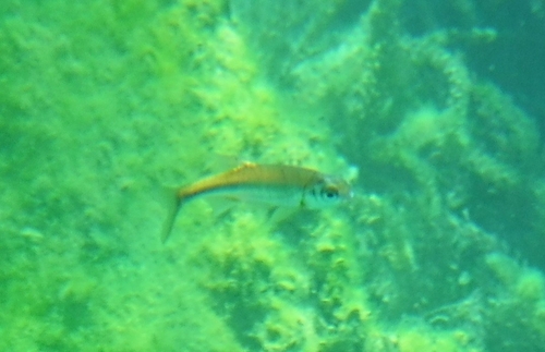 Ohrid spirlin (Alburnoides ohridanus) — Cyprinidae — 3