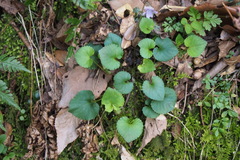 Viola grypoceras