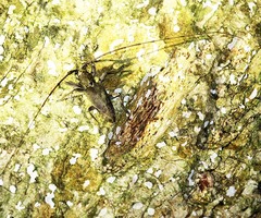 Acalolepta rusticatrix