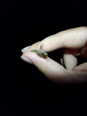 Pristimantis trachyblepharis