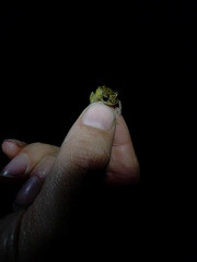 Pristimantis trachyblepharis