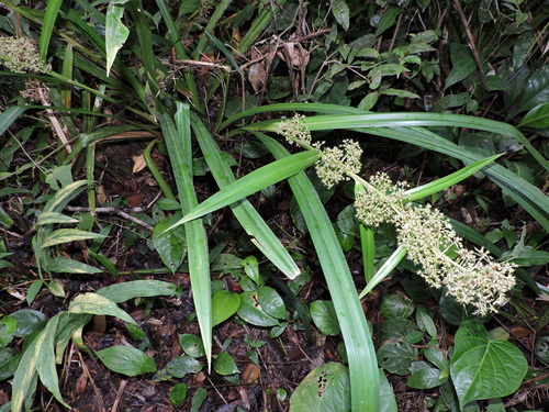 Becquerelia muricata (Becquerelia muricata)