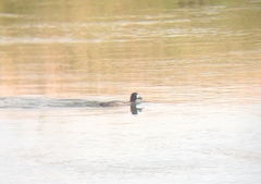 Aythya affinis