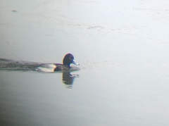 Aythya affinis