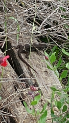 Sceloporus occidentalis