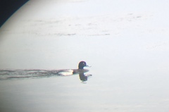 Aythya affinis