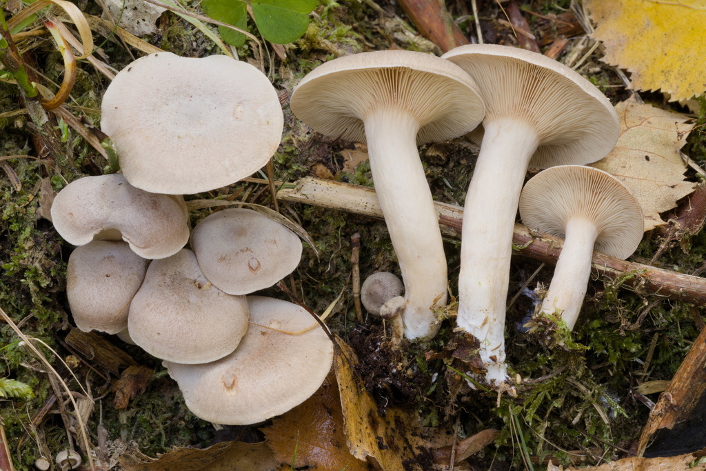 Griseae