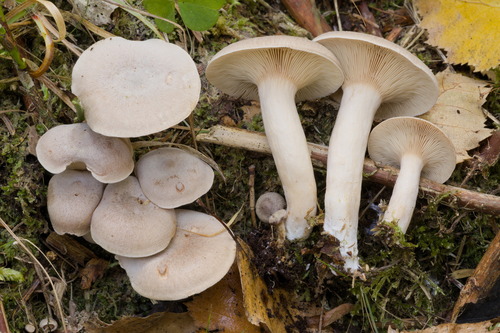 Coconut Milkcap