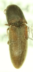 Agriotes criddlei