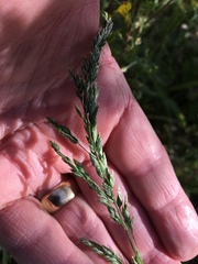 Poa bigelovii