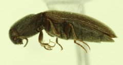 Agriotes criddlei