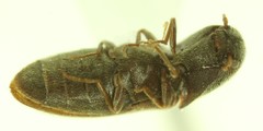 Agriotes criddlei