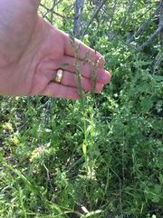 Poa bigelovii