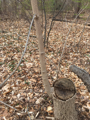 Phellodendron amurense