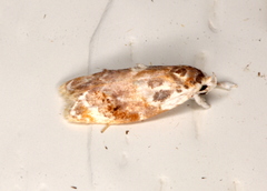 Piloprepes gelidella