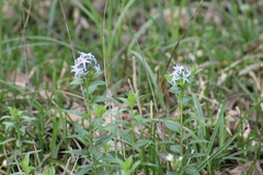 Amsonia tabernaemontana