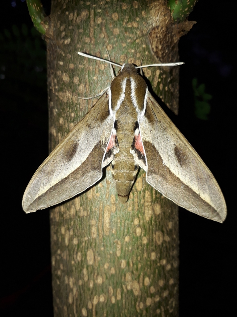 Hyles annei