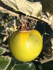 Solanum marginatum