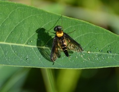 Chrysopilus thoracicus