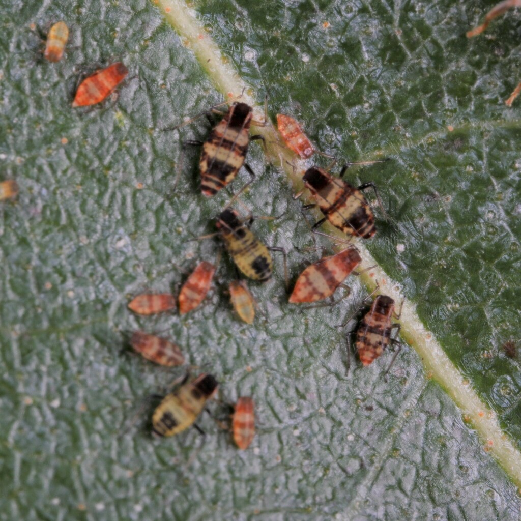 Red-banded Birch Aphid