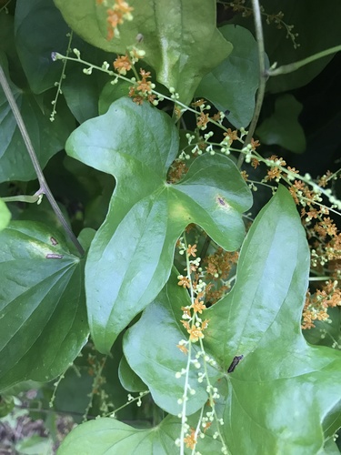 Image of Dioscorea quinquelobata by no rights reserved