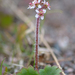 Heartleaf Saxifrage - Photo (c) Tab Tannery, some rights reserved (CC BY-NC-SA)