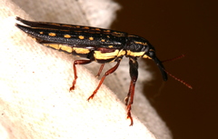 Rhinotia lineata