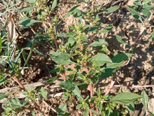 Mat Amaranth (Amaranthus graecizans)