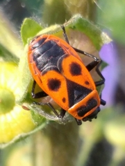 Pyrrhocoris apterus
